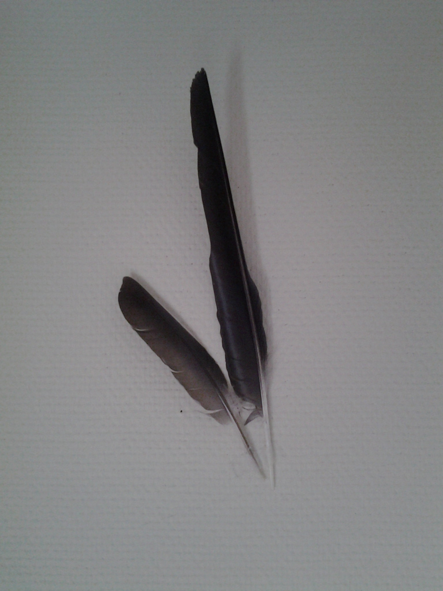 plumes noires morrigan Labyrinthe